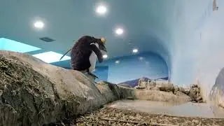 急にテンションが上がるキタイワトビペンギン