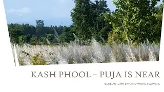 Autumn&rsquo;s White Blanket of Kash Flowers | A Sacred Symbol That Puja Days Are Coming.