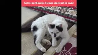 Turkiye earthquake: Rescuer adopts cat he pulled from rubble