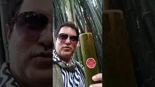 Northern Thailand bamboo jungle,, bamboo coffee