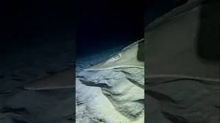 Very RARE elusive Guitar SHARK #shark #marinemystery #ocean #rare #travel #gopro