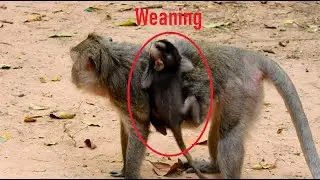 OMG Jade weaning &not; feed poor baby Jinx, Poor Jinx need nurse, The Monkey Camp 5217