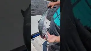 fish cleaning