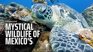 Mystical Wildlife of Mexico's