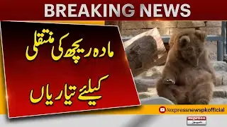 Karachi Zoo Prepares to Transfer Female Bear &mdash; Final Arrangements Complete | Pakistan News