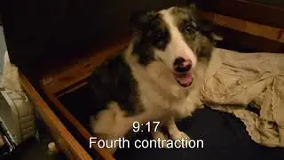 Border Collie Dog Giving Birth - Whelping A Litter of Puppies, Pt. 1