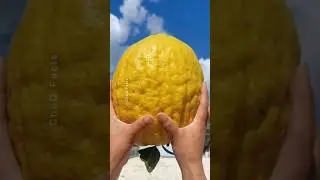 Unbelievable Giant Vegetables in China You Must See #shorts #plants #farming