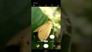 Insect mobile macro photography | Artaxa guttata moth | #photography #shorts