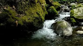 River and Bird Sounds | Perfect for Studying, Working, and Reading