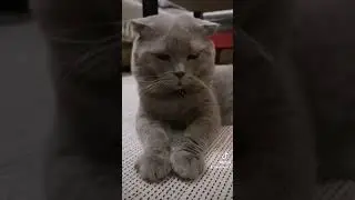 Cat's routine after meal 😂🐾🐾