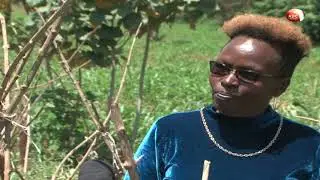 How to avoid tomato post harvest loses