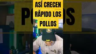 As&iacute; crecen los pollos de engorde r&aacute;pido con esta f&oacute;rmula m&aacute;gica  #pollosdeengorde #pollos