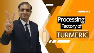 Processing Factory of Turmeric | Best Quality Indian Turmeric | Indian Spices