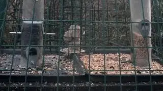 More Live Nature Live Stream