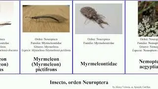 Insecto, orden Neuroptera myrmeleon mexicana gracilis pardus nodosa mexicanus obscurus speciosus