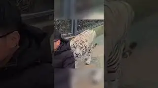Это самый милый тигр в мире!