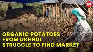 Manipur: Organic potatoes from Ukhrul district struggle to find a market