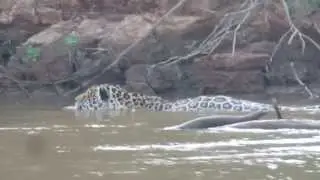 Jaguar swimming with Trogon Tours - Brazil 2013
