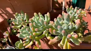 How to Propagate Blue Jelly Beans/Succulent