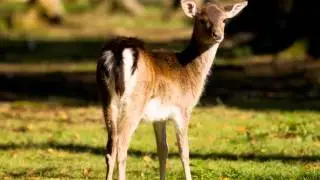 Wildpark Poing 2018 - Trailer by Daniel K&auml;ser