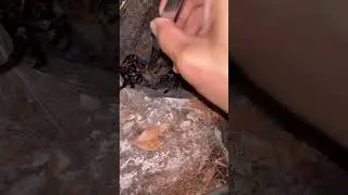 I just SAVED this TARANTULA's life (I hope) !!! 👼🏼 #shorts