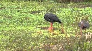Southern Screamer