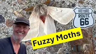 Giant Moth invasion on Route 66 Hualapai Moths at Flying C (Hemileuca hualapai)