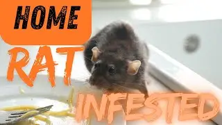 Rats Invade Irvine Neighborhood  Residents Frustrated