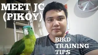 BIRD TRAINING TIPS || MEET JC (PIKOY) ||| BABS NATION