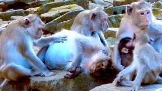 Big Monkey Family in the Amber Group With Their Cute Babies