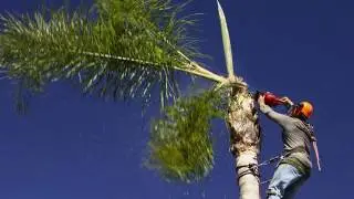 Palm Tree Skinning | Orange County, CA - Jose Martinez Tree Service