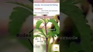 INTERNODES (One day - One Concept from Biology)