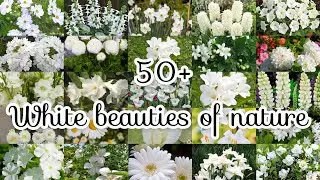 Flowers Knowledge part3 #flower #knowledge #floweringplant #whitebeauty #gardeningtips #whiteflowers