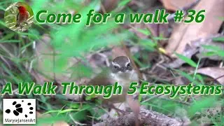 A Walk Through 5 Ecosystems - 1 - Come for a Walk in the Australian Bush Series #36