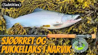 Sea Trout and Pink Salmon in Narvik, Part 1 - 2025