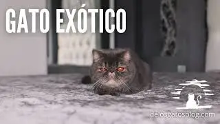 Gato exotico de pelo corto en movimiento