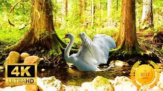 Relaxing Forest Escape with Soothing Water Sounds