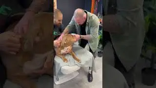 #chiropractic #chiropractor #animals @boneshandsanimals