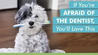If You're Afraid Of The Dentist, You'll Love This