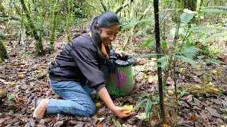 Caminé varias horas para llegar al cerro en busca de hongos amarillos, los preparo en encebollados