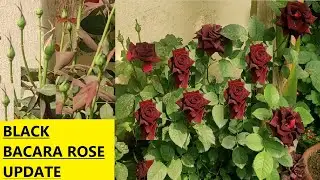 Black baccara rose plant. गुलाब Flower blooming in my garden. Updated
