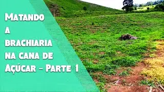 Como matar a brachiaria baquiaria na Cana de Açúcar com Herbicida HEXAZINONA D da NORTOX  Parte 1
