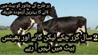 Проблема с теплом у животных II Cow aur buffalo heat me nae aati II Anestrus in animal II Проблем...