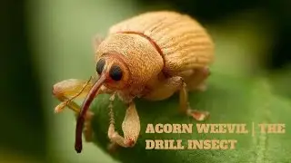 Acorn Weevil | The Drill Insect