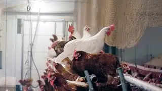 Alerta gripe aviar en Madrid: 16 municipios confinan a sus gallinas
