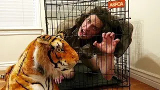Tiger Vs Ranger Rick! Golden Retriever to the Rescue!
