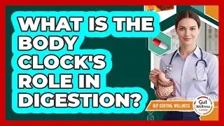 What Is The Body Clock's Role In Digestion?