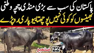 Chichawatni Mandi 2025 | Heavy Buffaloes For Sale | Malumor Janwar Mandi