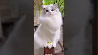 Meet the Ragdoll 🙀The Cat That Melts in Your Arms