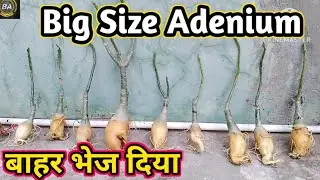 big size adenium Bahar bhej diya#adenium #garden #desertrose